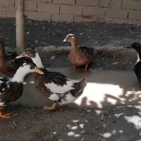 اردک