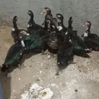 اردک اسرائیلی
