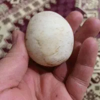 سنگ قیمتی، یاقوت