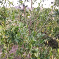 نهال