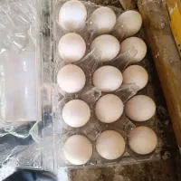 تخم نطفه دار