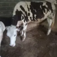 گاو تلم نزدیک زایمان