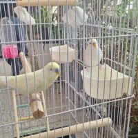 فروش مرغ عشق