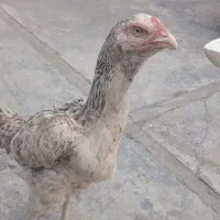 مرغ لاری نژاد دار فروشی