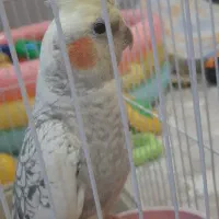 عروس هلندی