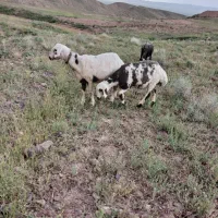 میش