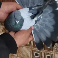 سبز گچی|پرنده|شهرکرد, |دیوار