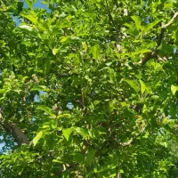 باغ داخل بافت روستایی ایشلانده