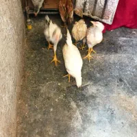 جوجه محلی