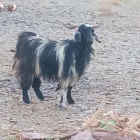 گوسفند چاقو چله