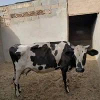 گاو گوساله ماده