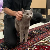 گربه اسکاتیش