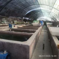 نیرو خانوم کار در تولیدی