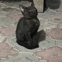 دوتا بچه گربه بازی گوش