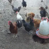 حیوانات مزرعه