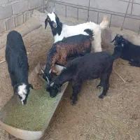 پنج کهره