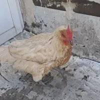 مرغ محلی تخمگذار پا سیاه