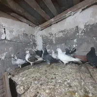 کبوتر پرشی معاوضه با جوجه یا مرغ