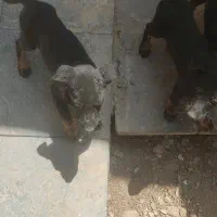 توله دوبرمن ماده