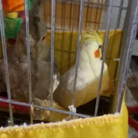 عروس هلندی