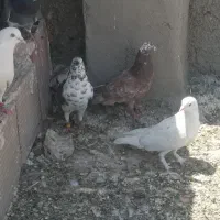 یه تعداد کبوتر