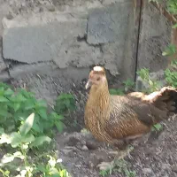 مرغ و خروس گلین