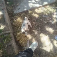 توله سگ عراقی