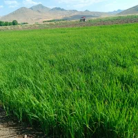 چلتویک برنج سرخه