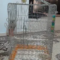 قفس