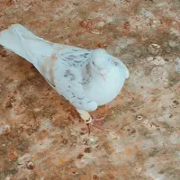 ساده هف رنگ