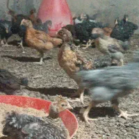 جوجه خروس ۵۰روزه
