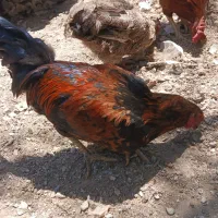 چهار عدد خروس جوان ۶ماهه سالم سالم