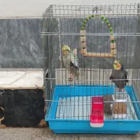 دوعدد عروس هلندی نر و ماده ک ۹ماه هستن وسخنگو