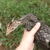 جوجه بوقلمون ۳۷ روزه برنز