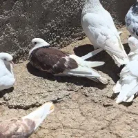 چند تا حیوون خوب