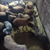 هدف گوشتی زنده مشتری مداری در  جهان کودک