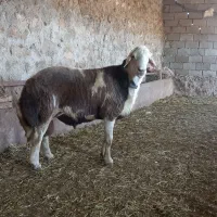یک عدد قوچ درجه یک شال