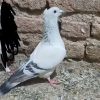 سبزکلاغ طوق سور