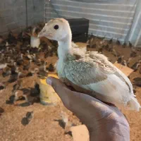 بوقلمون 30 روزه