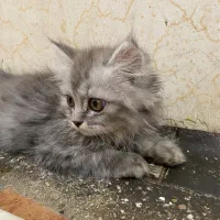 بچه گربه