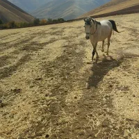 اسب کورد مادیان