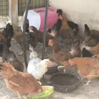 فروش مرغ رسمی تخمگذار