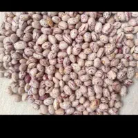 فروش دو تن لوبیا چیتی بوجاری شده