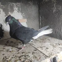 دم سفید 16دم ماده
