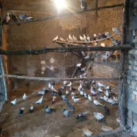 کبوتر پرشی اصفهانی