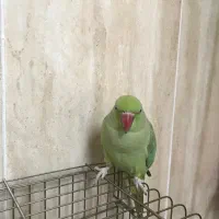 طوطی ملنگو