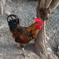 خروس محلی روستایی