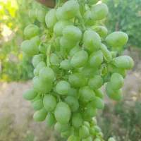 غوره|عمدهفروشی|کنگاور, |دیوار