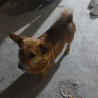 توله سگ پاکوتاه