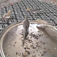 عروس هلندی